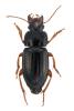Harpalus laevipes